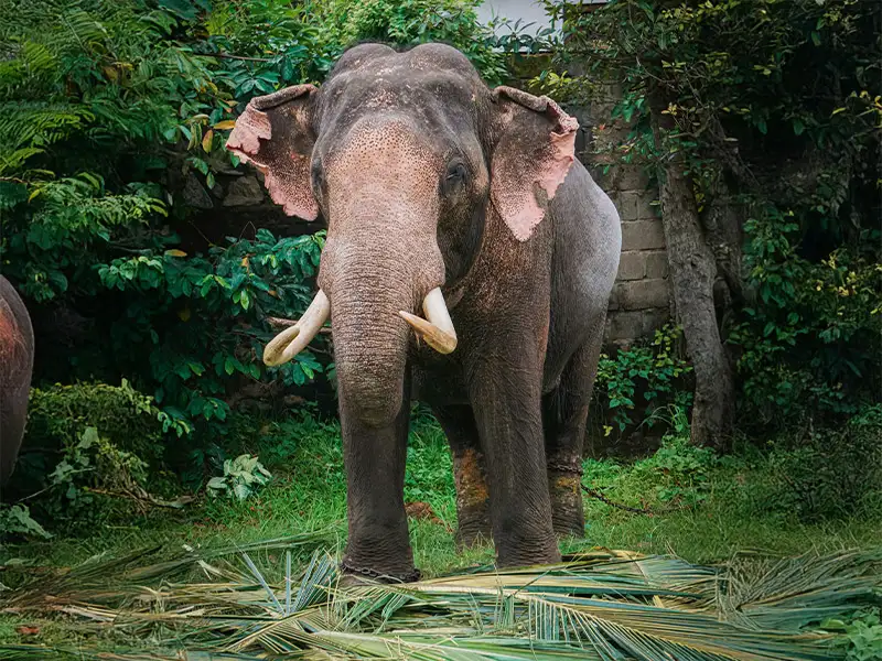 Yala National Park